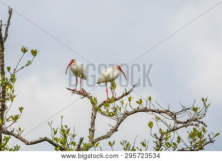A Pair Of Ibises Perched In A Mangrove Tree In A Florida Wetland.