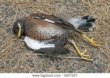Dood gemeenschappelijke Myna
