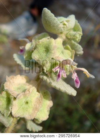 Ballota Acetabulosa Wild Flower Lamiaceae Family Macro Background Wallpapers Fine Prints.