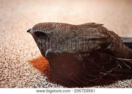 Swift Bird On In Balcony On Floor Surface
