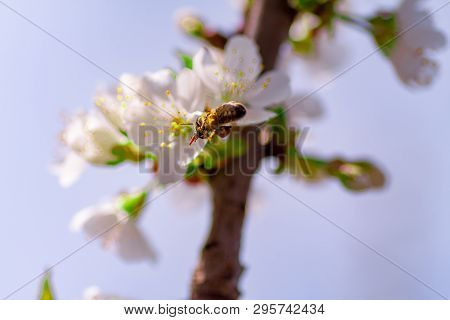 A Bee Flies To The Flowers In Flight To Collect Pollen And Nectar. Flowering Gardens Pollinate The B