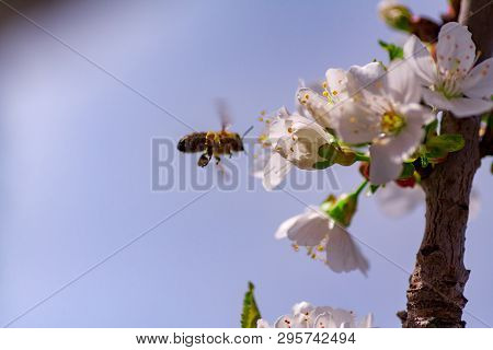 A Bee Flies To The Flowers In Flight To Collect Pollen And Nectar. Flowering Gardens Pollinate The B