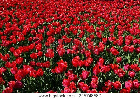 A Gorgeous Red Tulip Field In Turkey