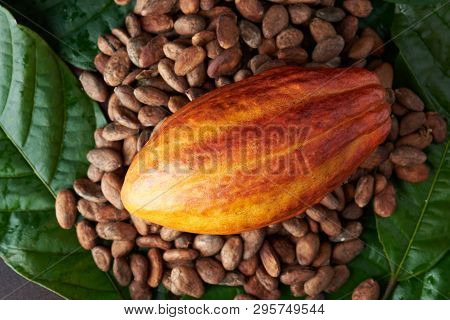 Cocoa Plant Set. Orange Color Cacao Pod Lay On Dey Seeds