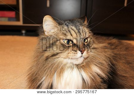 Fluffy Norwegian Forest Cat Looks Contemptuously. Pet.