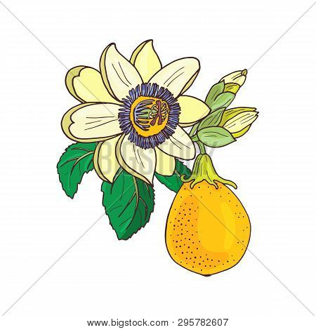 Passionflower Passiflora,passion Fruit On A White Background.isolated Exotic Flower,bud And Leaf.sum