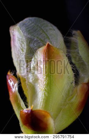 Phase Of Chestnut Bud Opening. Contrast Appearance On Dark Background. Sunlit With Details Seen. Thi