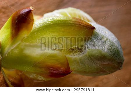 Phase Of Chestnut Bud Opening. Contrast Appearance On Wooden Background. Sunlit With Details Seen. T