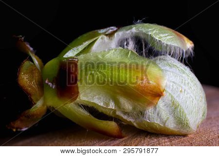 Phase Of Chestnut Bud Opening. Contrast Appearance On Wooden Background. Sunlit With Details Seen. T