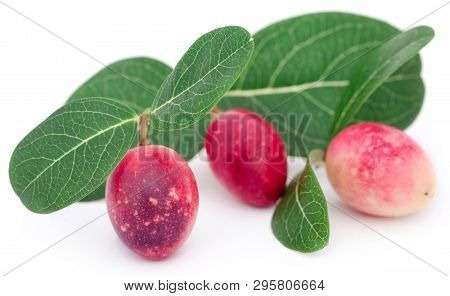 Koromcha Or Carandas Of Southeast Asia Eaten As Delicious Vegetable