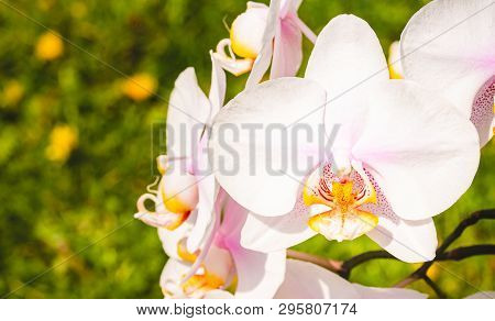 Orchid Flowers On Right. Green Background. White, Purple, Pink Flower On A Meadow