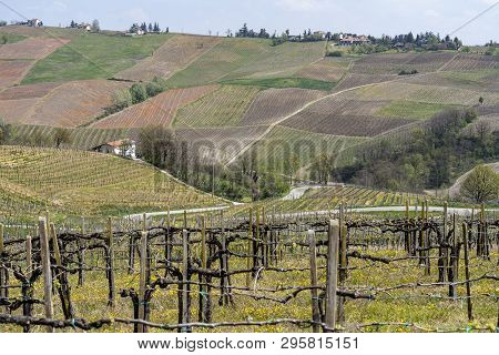 Oltrepo Pavese, Pavia, Lombardy, Italy: Country Landscape Of The Vineyards In Springtime (april)