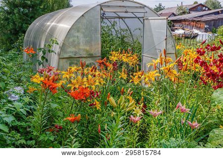 Greenhouse With Tomatoes, Alstroemeria Sweet Laura, Yellow Flowers In The Garden