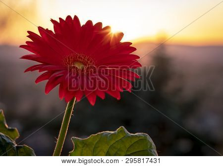 A Red Gerbera Daisy In Full Bloom With The Setting Sun In The Background.