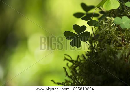 A Four Leaf Shamrock Found In A Wood Near Muckross Lake, Ireland.