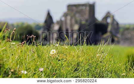 A Daisy Flower In The Foreground With The Castle Rock Of Cashel, Ireland Blurred In The Background.