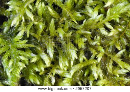 Moss