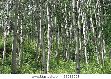 Aspen Grove kesän vaakas