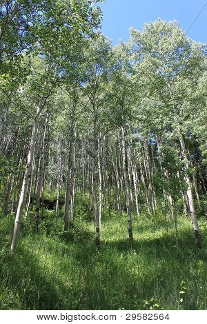 Aspen Grove kesän pystysuorassa