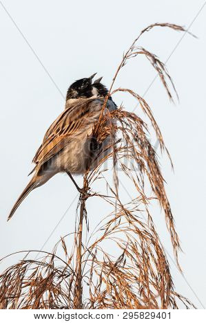 Beautiful Nature Scene With Common Reed Bunting (emberiza Schoeniclus). Wildlife Shot Of Common Reed