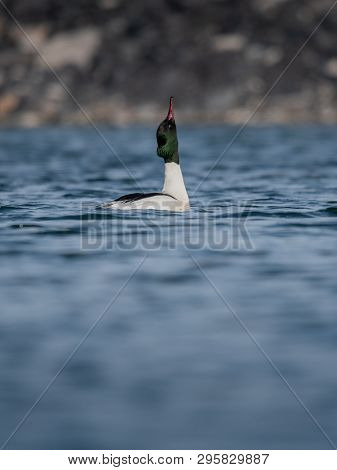 Beautiful Nature Scene With Bird Common Merganser (mergus Merganser). Wildlife Shot Of Bird On The P