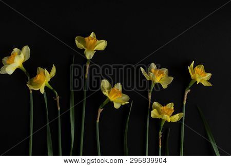 Close-up Of A Bouquet Of Yellow Daffodils On A Black Background