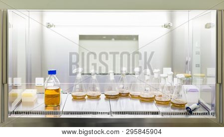 Close Up Of Cell Culture Samples On Lb Agar Medium In Petri Dish And Flask In Laminar Flow.
