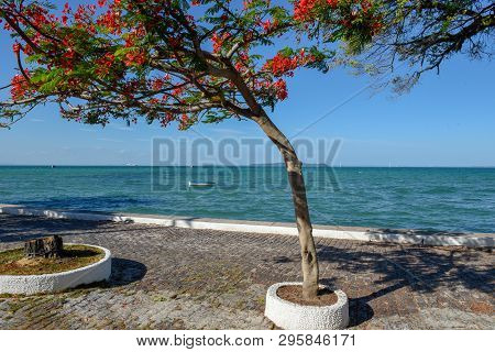 The Coast At Itaparica Island Near Salvador Bahia, Brazil
