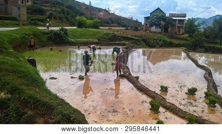 Landscape With The Ploughing Farmers At The Rice Fields And Onive River - 03 December 2018 Antanifot