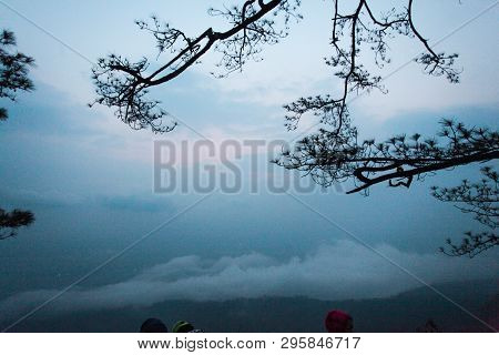 Natural Branches In The Foggy Sky To The Natural World.
