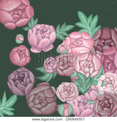 Big Pink Peonies On A Dark Background