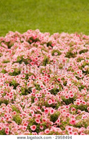 Flowers With Grass