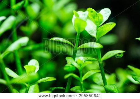 Fragment Of The Freshwater Aquarium Plant Hedyotis Salzmannii, Nature Background