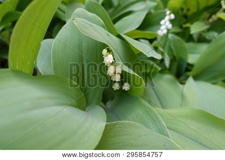 Bell Shaped White Flowers Of Lily Of The Valley