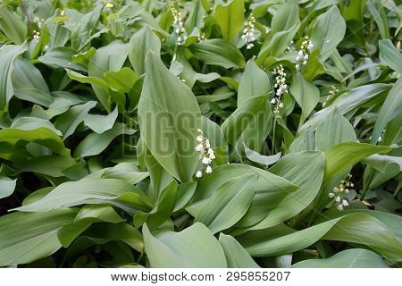 Glade Covered With Flowering Lily Of The Valley