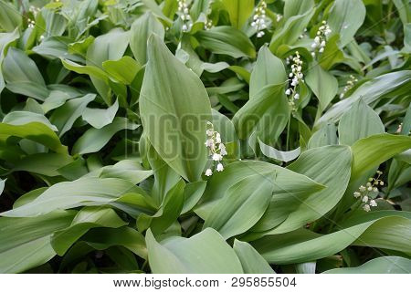 Many White Flowers Of Lily Of The Valley In May