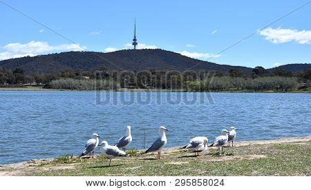 Seagulls Sunbathing In The Foreground. Panoramic View Of Black Mountain Tower (telstra Tower) And La