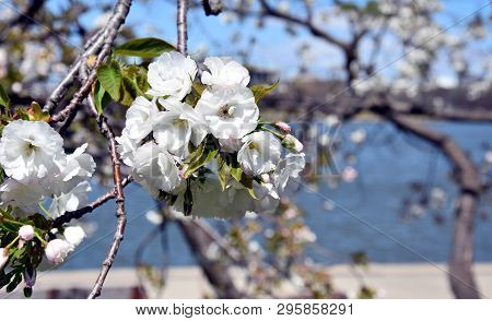 Pink White Cherry Blossom In Full Bloom. Cherry Flowers In Small Clusters On A Cherry Tree Branch. S