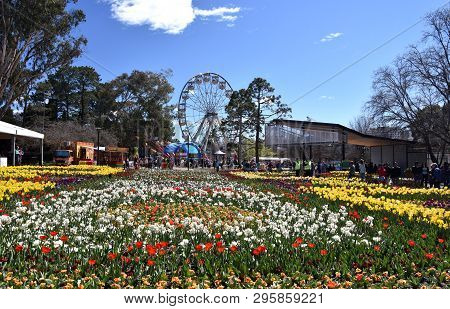 Canberra, Australia - Sept 29, 2018. Ferris Wheel At The Spring Festival Of Floriade. Masses Of Tuli