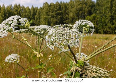 Cow Parsnip Blooms In A Meadow, Heracleum Sosnowskyi