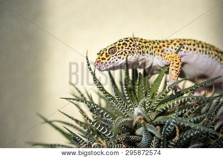Eublepharis Is Cute Leopard Gecko Sitting On Succulent.