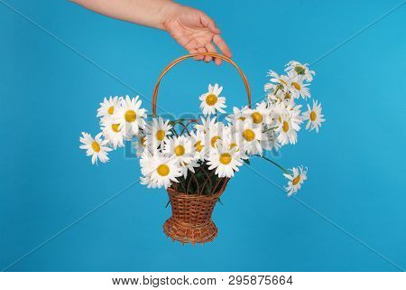 Сhamomile Flowers In The Wicker Basket In Hand On Blue Background