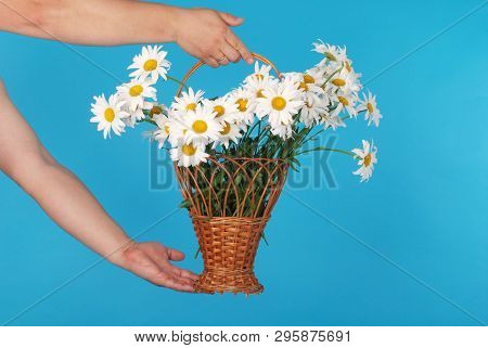 Сhamomile Flowers In The Wicker Basket In Hand On Blue Background