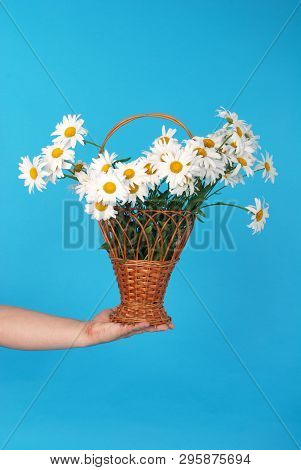 Сhamomile Flowers In The Wicker Basket In Hand On Blue Background