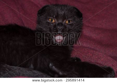 Scottish Fold Chocolate Kitten Is Yawning As If Singing Opened His Mouth