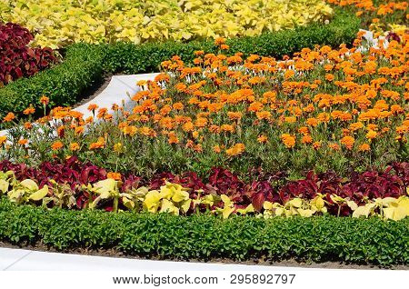 Coleus Flowerpot. Beautiful Perspective Of Natural Coleus Plant Leaves