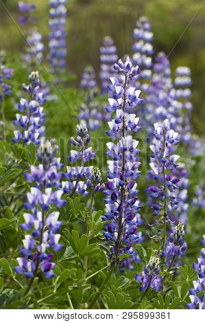 Close Up Side Angle View Purple And White Lupine Wildflowers Blooming In California.