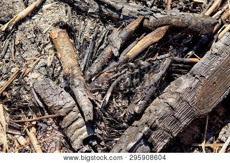 Burning Charcoal Firewood In The Fireplace Or The Stove.