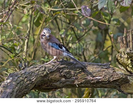 A Eurasian Jay Bird Perched In Local Woodlands