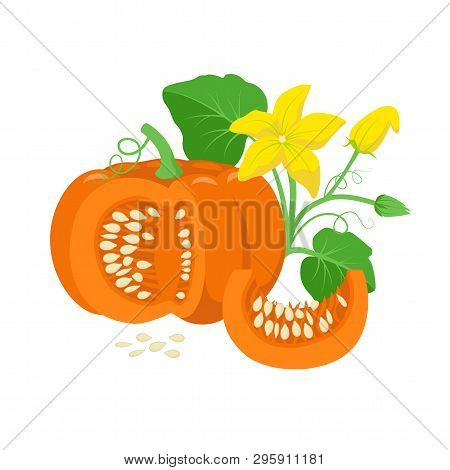 Orange Pumpkin Vegetable With Green Leaves, Yellow Blossoms And Pumpkin Seeds Botanical Illustration